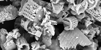 micrograph of fossilized diatoms