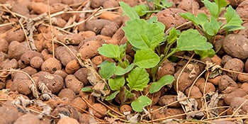 seedlings growing in expanded clay pebbles