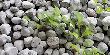seedlings growing in hess ponics stoneTM