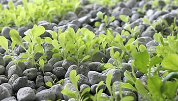 pumice 'ponics grow media